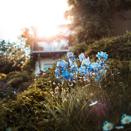 Unter Den Linden Hungen