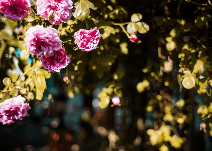 Bed & Breakfast Unter Den Linden Hungen